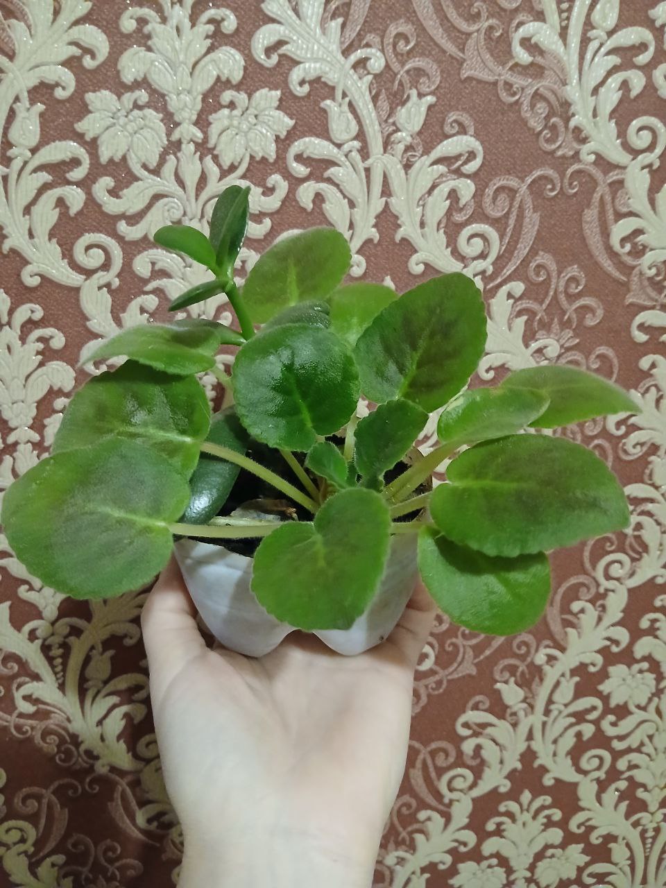Фиалка с ростком денежного дерева - Хобби и отдых в Владивосток - фото 2