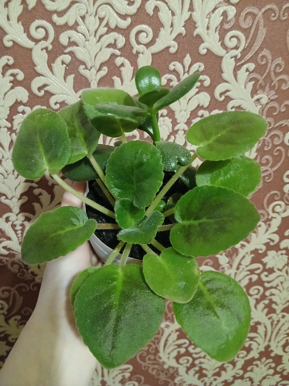 Фиалка с ростком денежного дерева - Хобби и отдых в Владивосток - фото 3