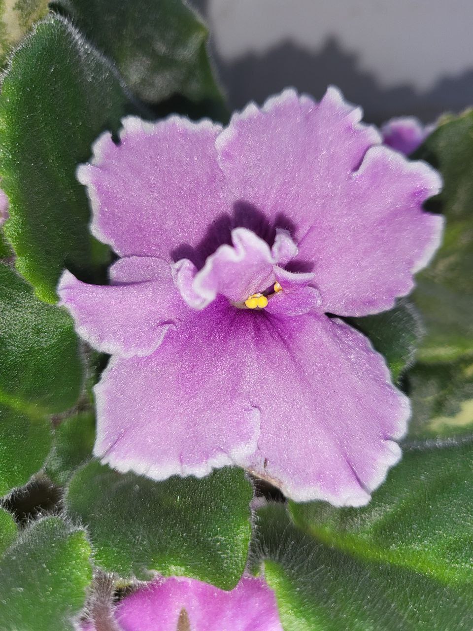 Фиалка с ростком денежного дерева - Хобби и отдых в Владивосток - фото 4