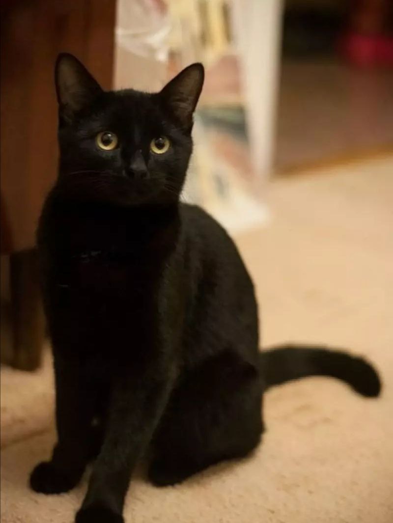 Невероятно ласковый и красивый котик ищет дом - Животные в Владивосток