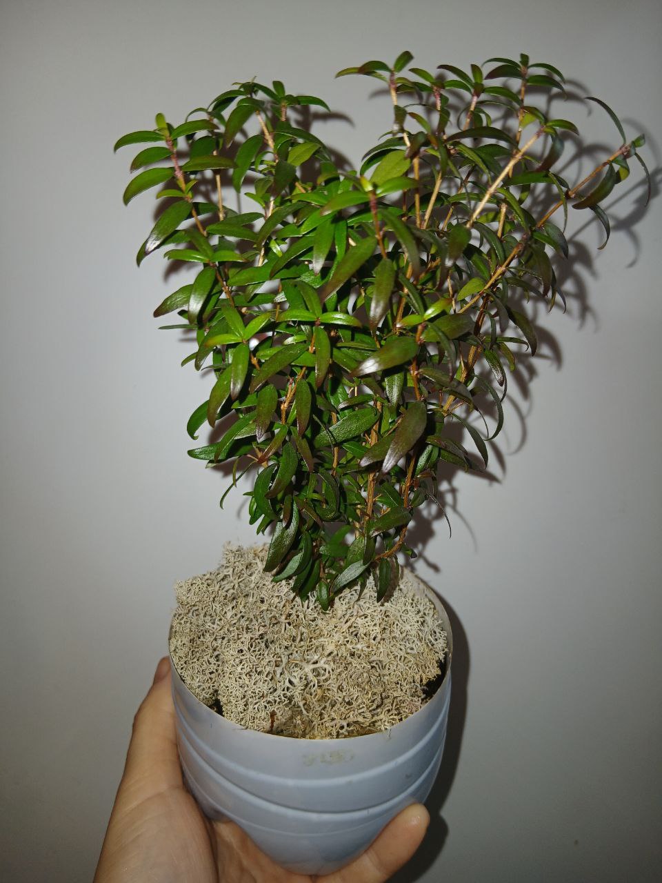 Миртовое деревце - Хобби и отдых в Владивосток - фото 3