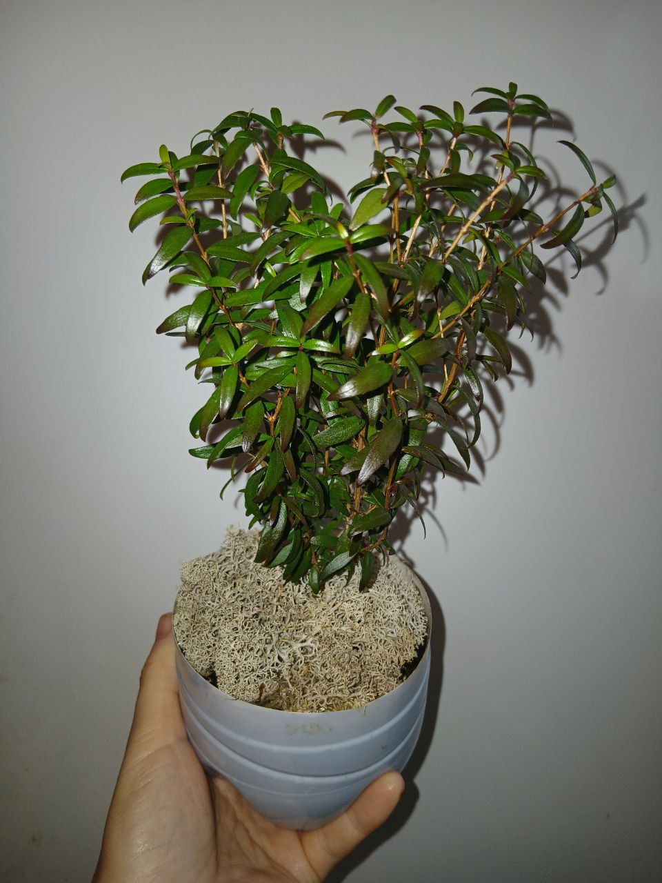 Миртовое деревце - Хобби и отдых в Владивосток - фото 4