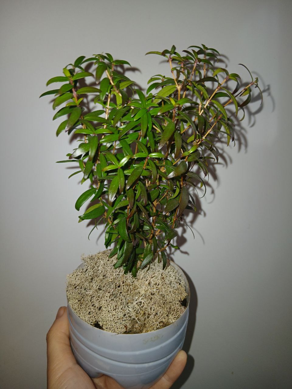 Миртовое деревце - Хобби и отдых в Владивосток - фото 5