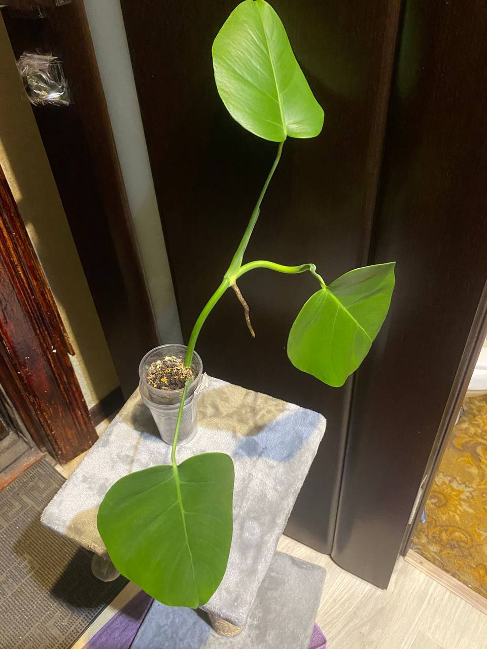 Саженец монстеры - Хобби и отдых в Кемерово