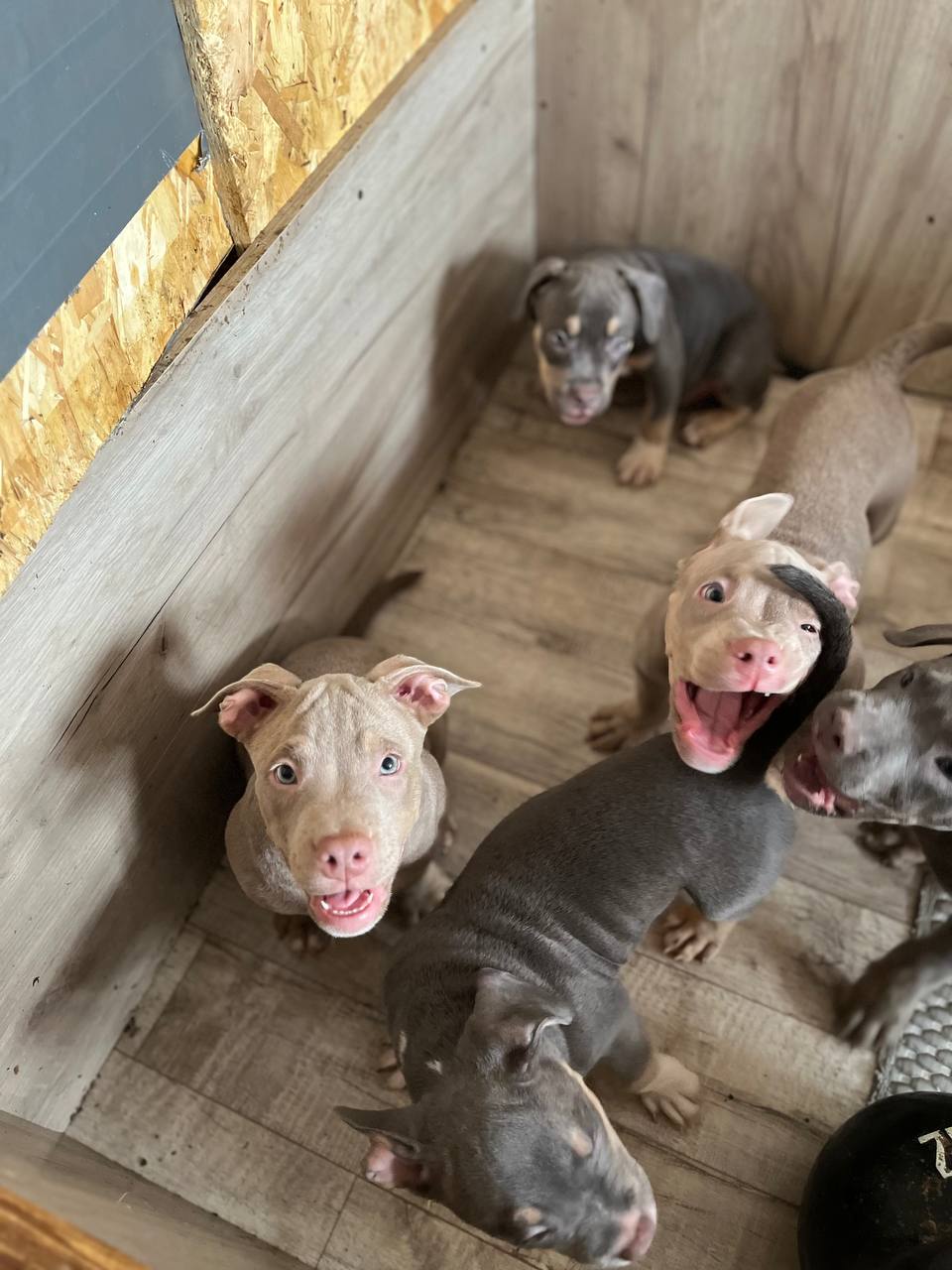 Продажа щенков Американского булли - частное объявление в Кемерово