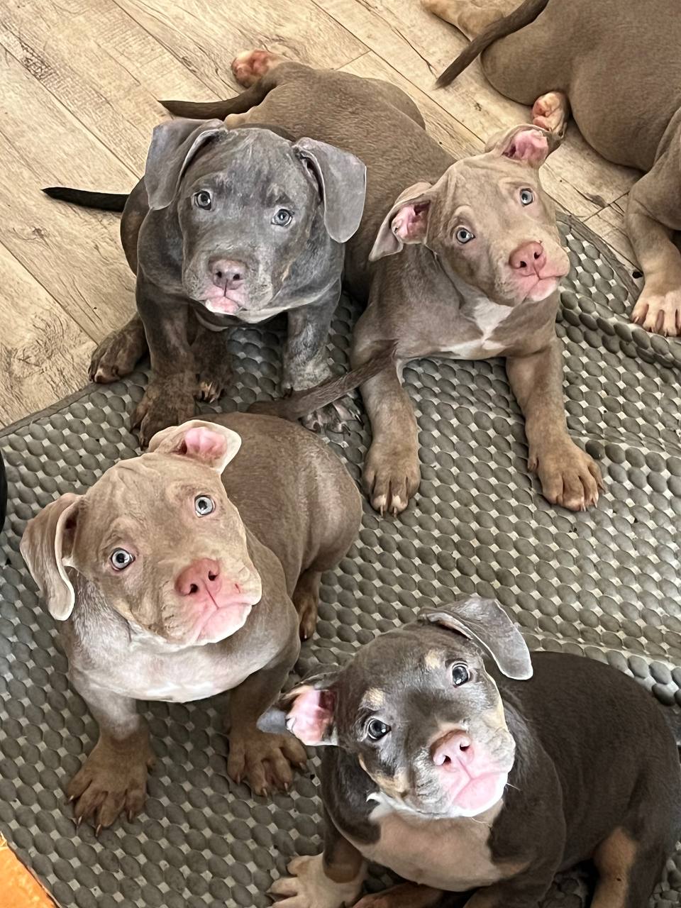 Продажа щенков Американского булли - Животные в Кемерово - фото 3