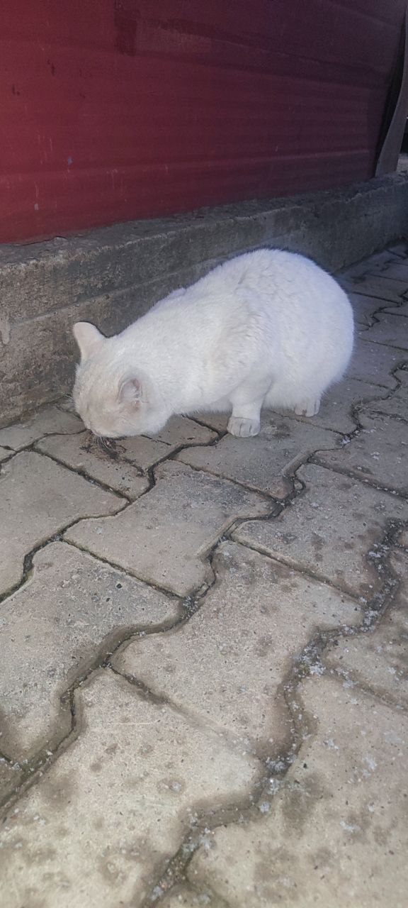 Ищу передержку для котика - частное объявление в Красноярск