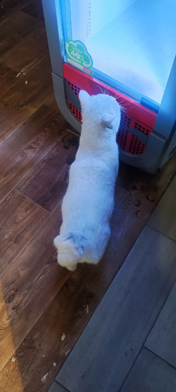 Ищу передержку для котика - Животные в Красноярск - фото 2