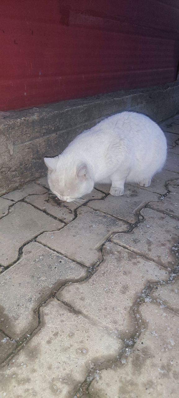 Ищу передержку для котика - Животные в Красноярск - фото 3