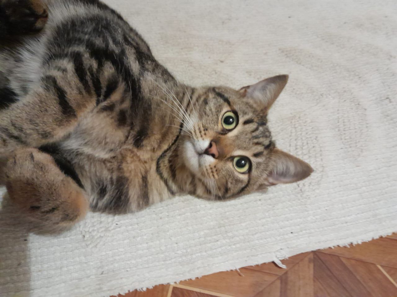 Помогите пристроить котика - Животные в Мытищи