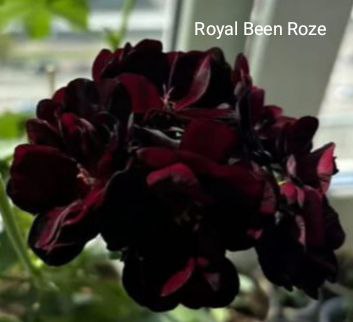 Пеларгония сортовая - частное объявление в Калининград