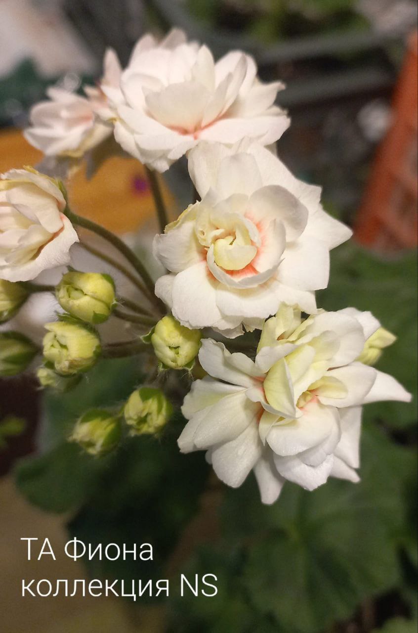 Пеларгония сортовая - Хобби и отдых в Калининград - фото 2