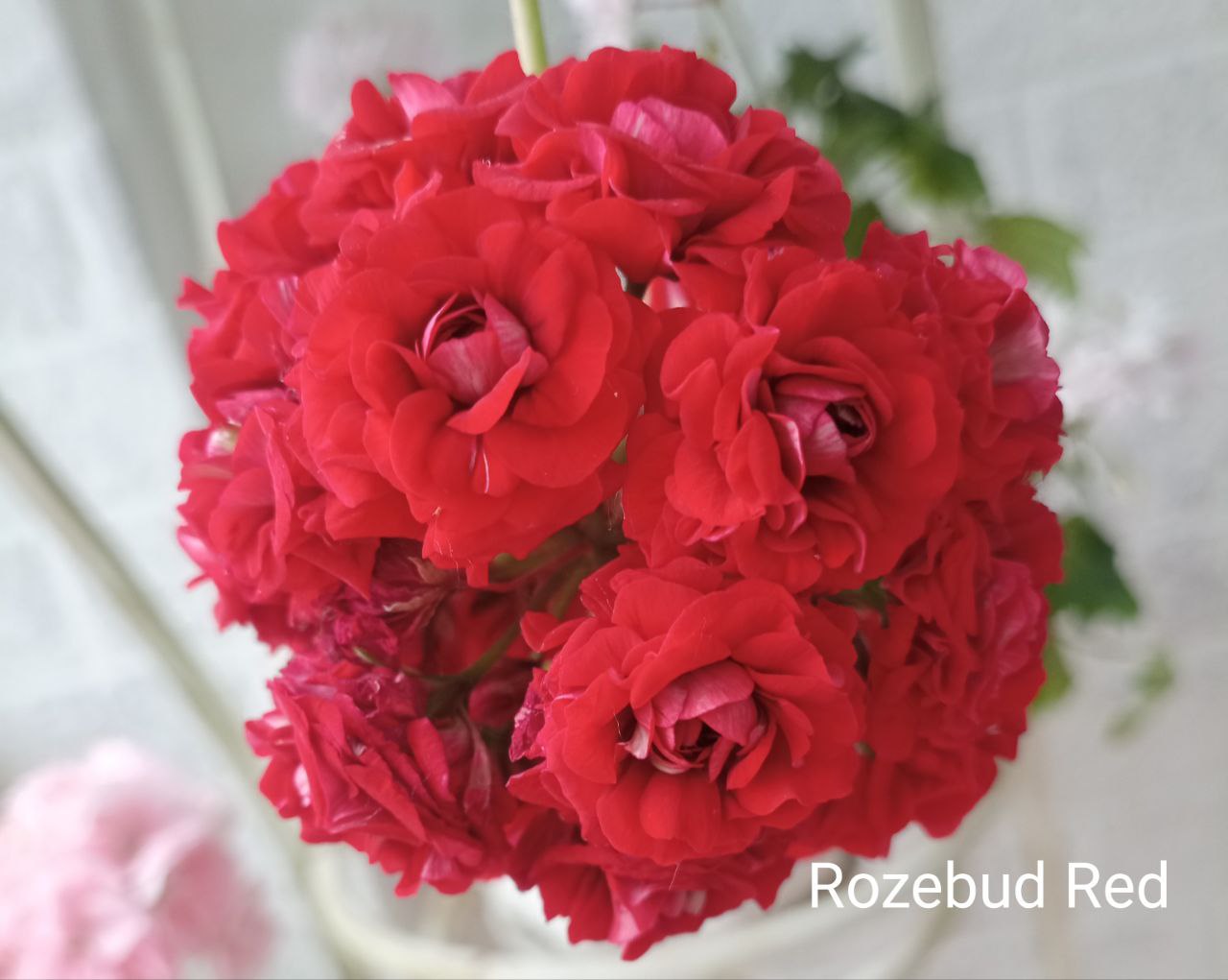 Пеларгония сортовая - Хобби и отдых в Калининград - фото 3