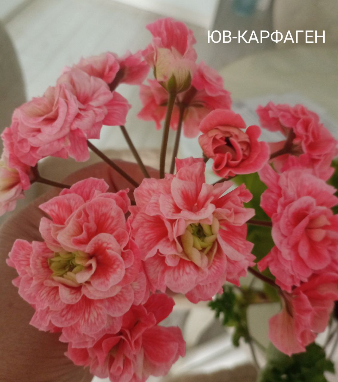 Пеларгония сортовая - Хобби и отдых в Калининград - фото 4