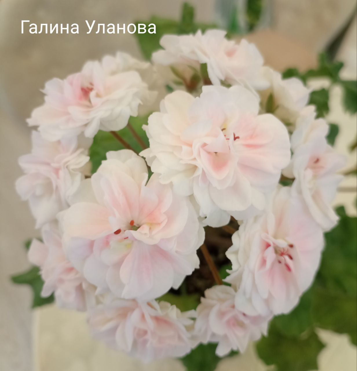 Пеларгония сортовая - Хобби и отдых в Калининград - фото 5