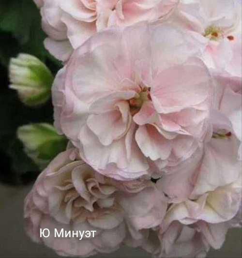 Пеларгония сортовая - Хобби и отдых в Калининград - фото 6