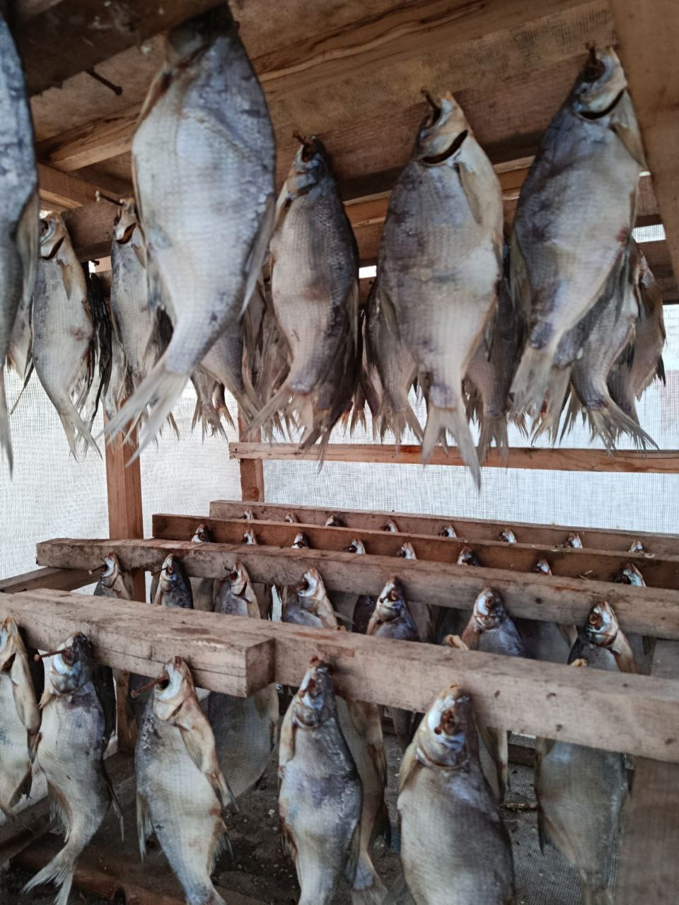 Продажа веников берёзовых и рыбы - Хобби и отдых в Казань - фото 2