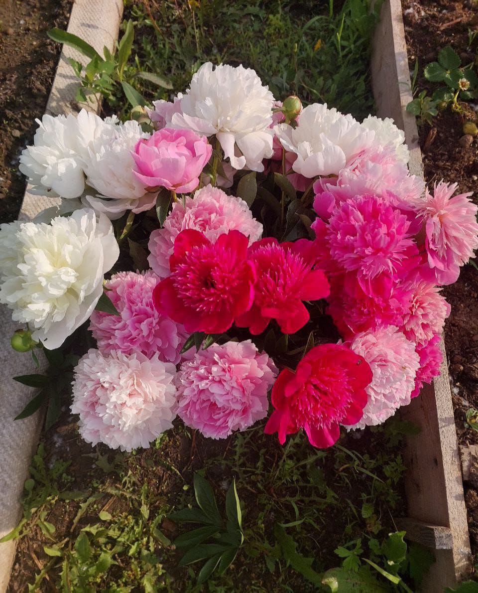 Закупка пионов - частное объявление в Сочи