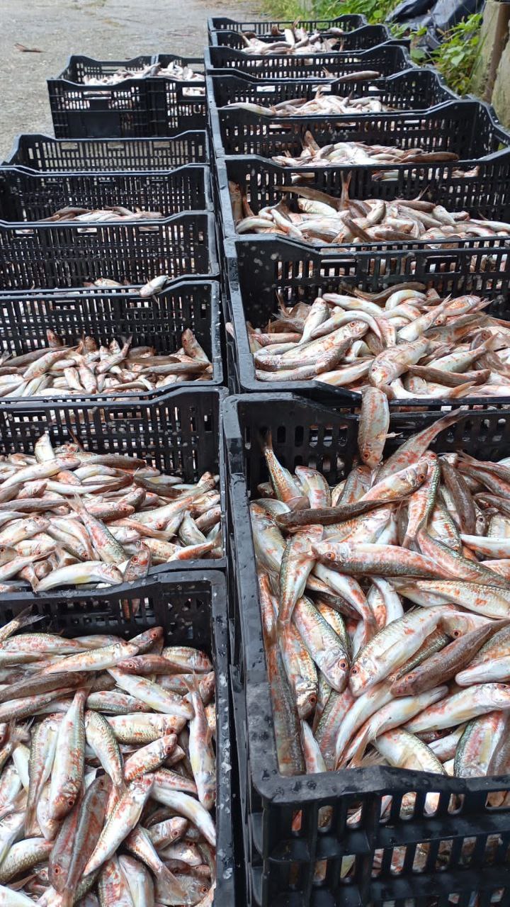 Свежая барабуля с доставкой - частное объявление в Сочи