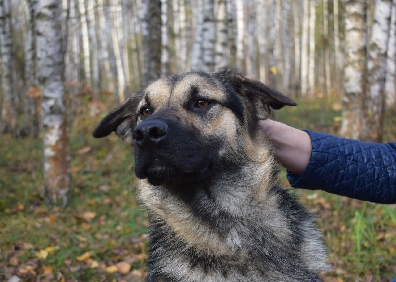 Пёсик Рэечка ищет дом - частное объявление в Балашиха