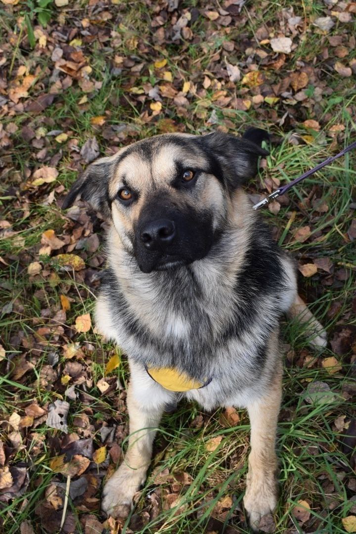 Пёсик Рэечка ищет дом - Животные в Балашиха - фото 2