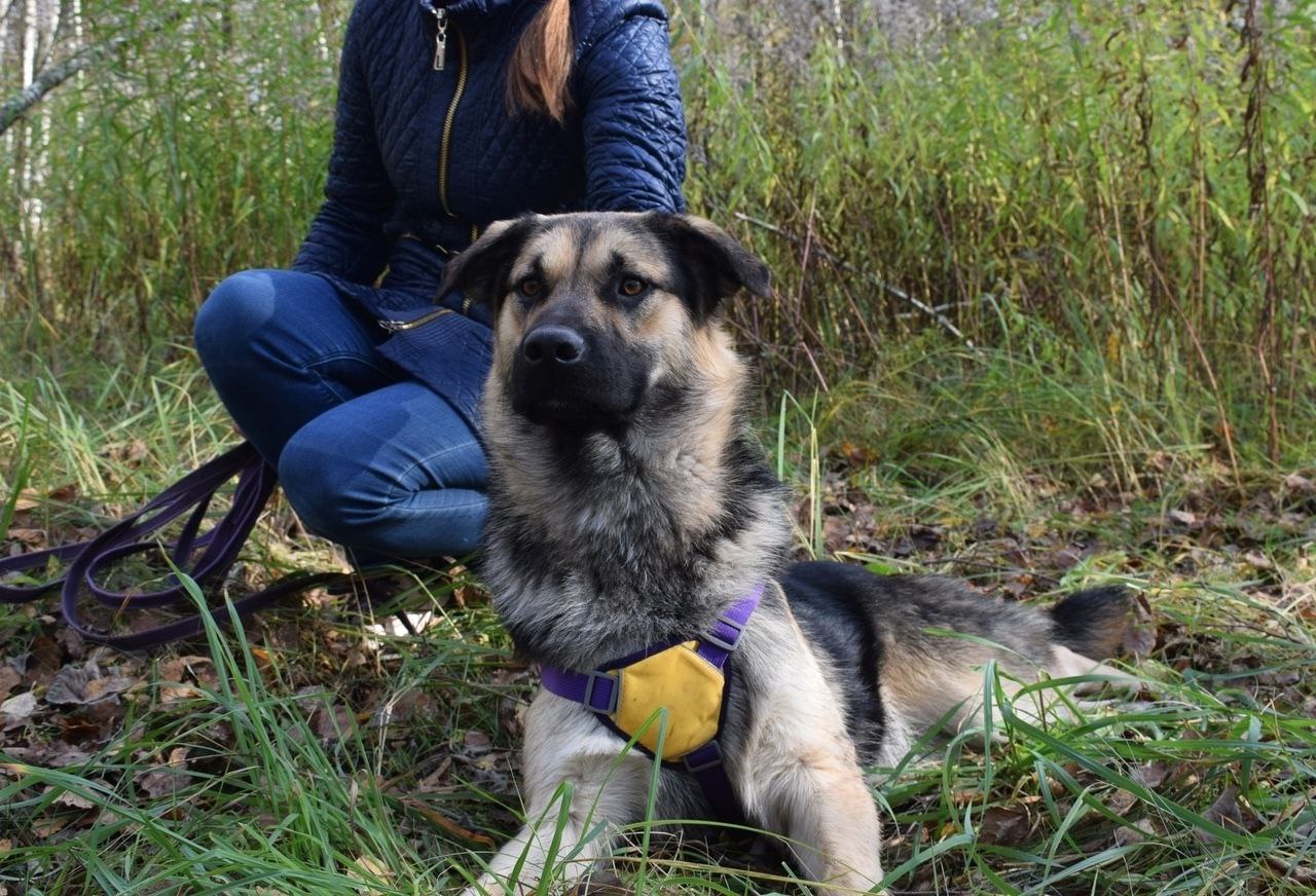 Пёсик Рэечка ищет дом - Животные в Балашиха - фото 3