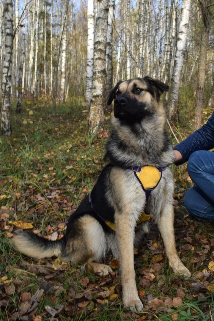 Пёсик Рэечка ищет дом - Животные в Балашиха - фото 4