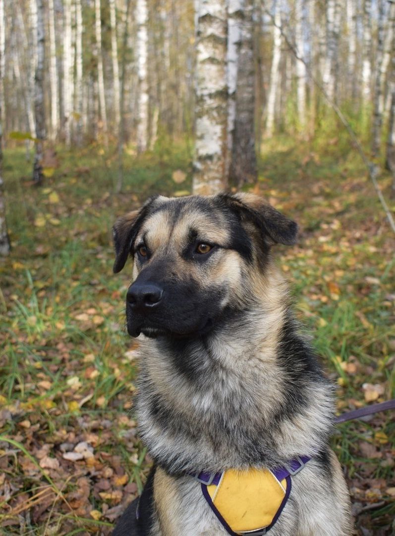 Пёсик Рэечка ищет дом - Животные в Балашиха - фото 5