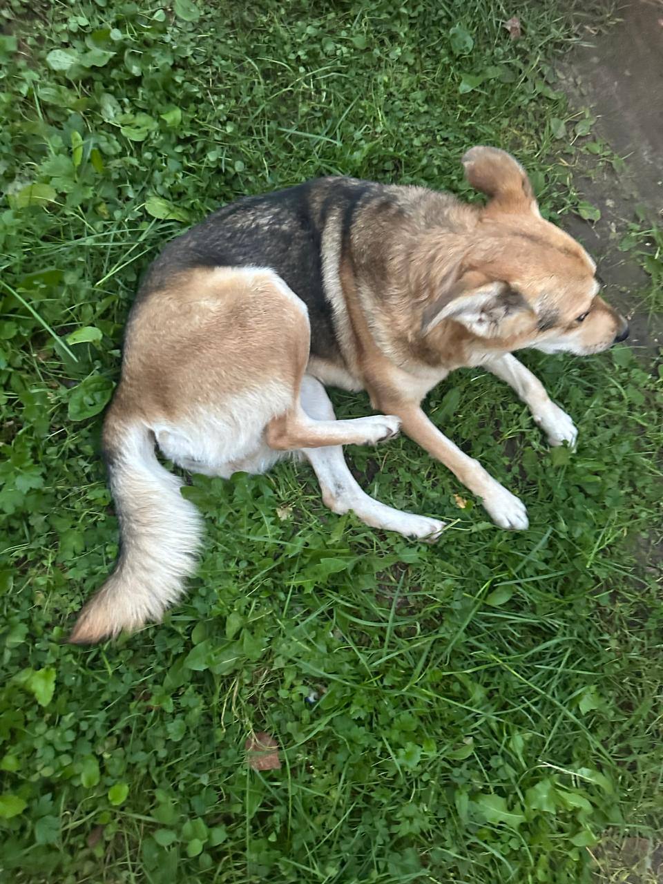 Найдена собака в поселке Шевелкино - Животные в Балашиха