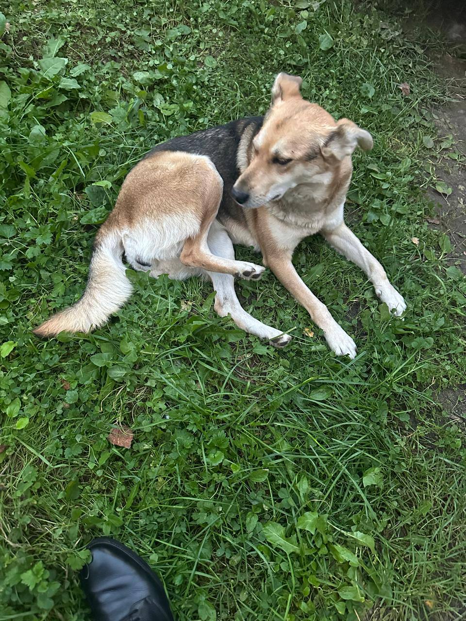 Найдена собака в поселке Шевелкино - Животные в Балашиха - фото 2