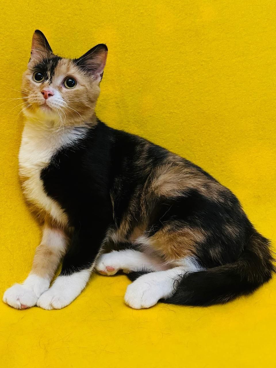 Кошечка Триша ищет дом - Животные в Балашиха