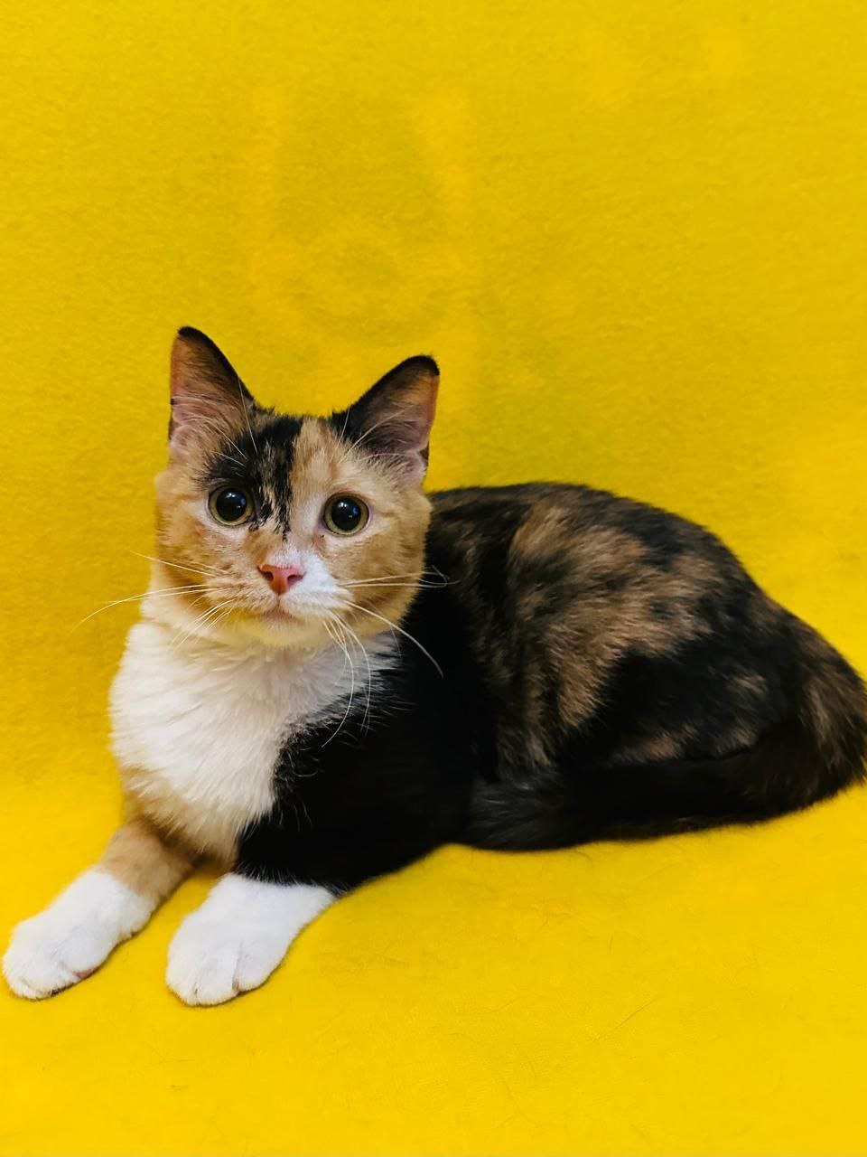 Кошечка Триша ищет дом - Животные в Балашиха - фото 3