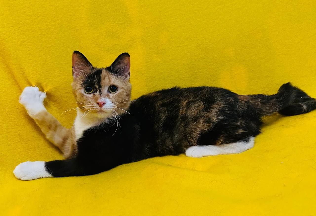 Кошечка Триша ищет дом - Животные в Балашиха - фото 4