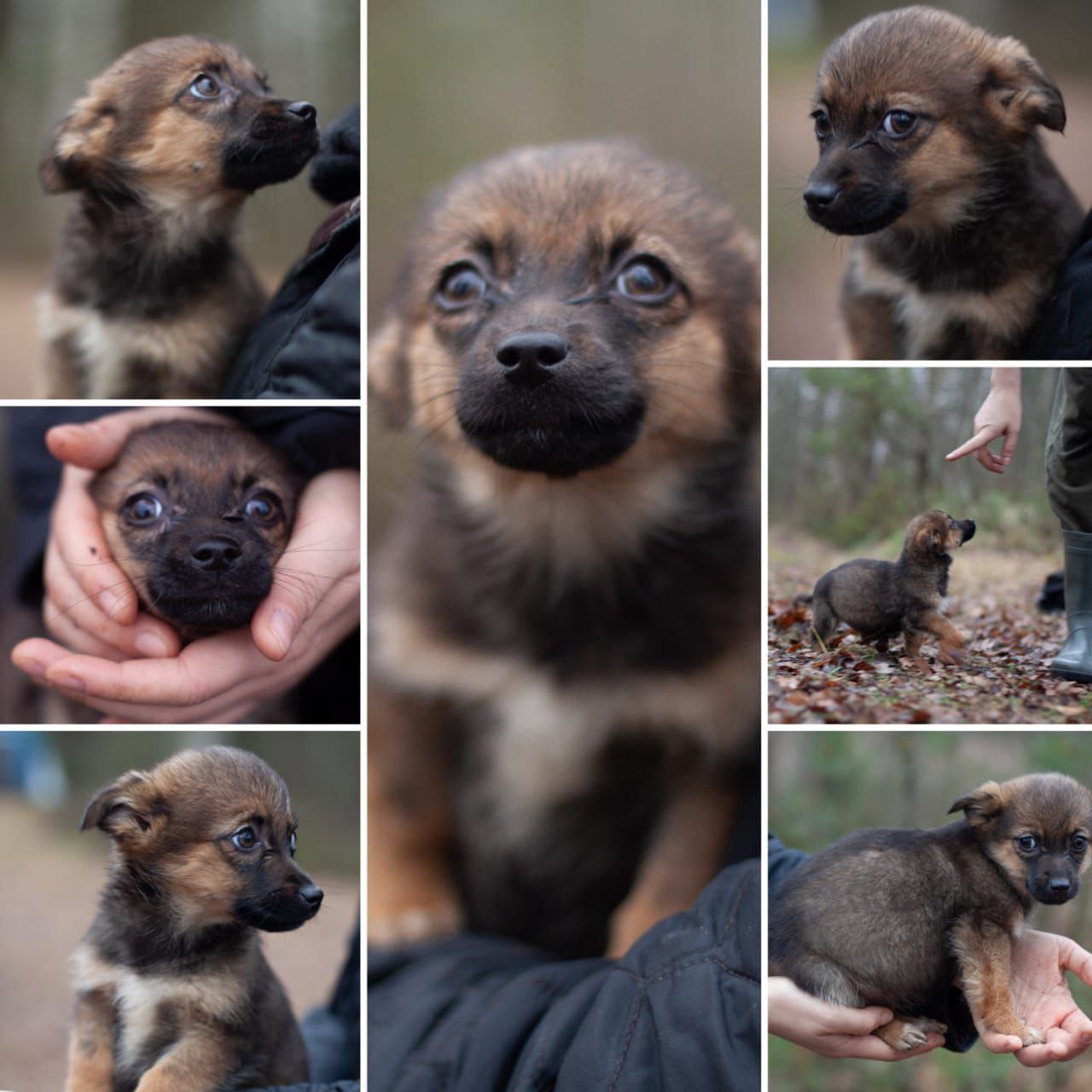 Щенок в добрые руки - Животные в Балашиха