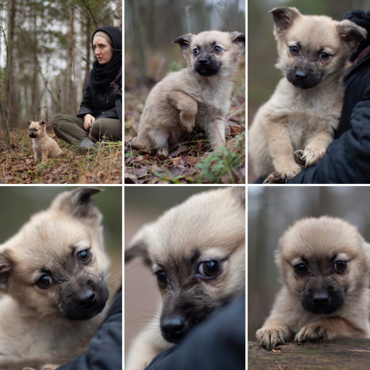 Мальчик 1-2 мес. В добрые руки - Животные в Балашиха