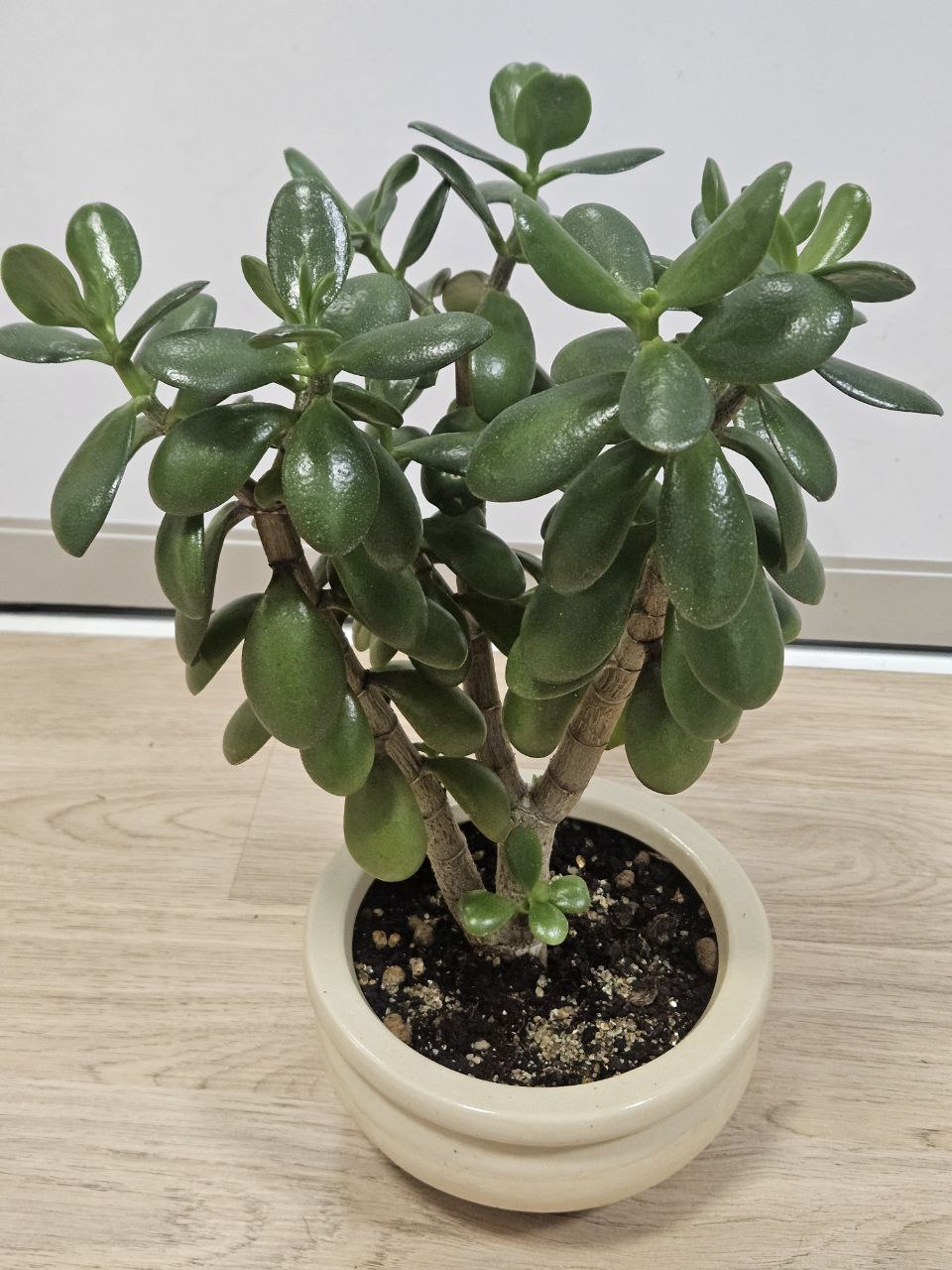 Продам денежное дерево - Для дома и дачи в Екатеринбург