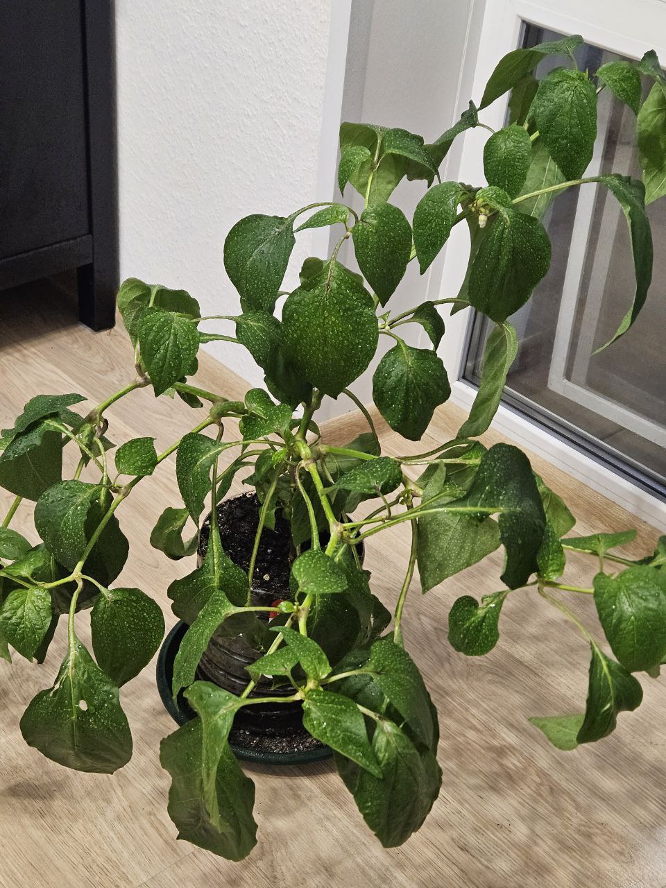 Продам комнатный перец Пурпурный колокол - Хобби и отдых в Екатеринбург