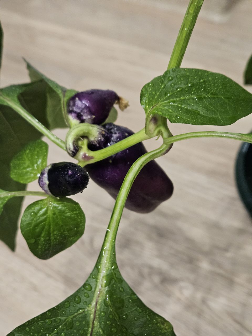 Продам комнатный перец Пурпурный колокол - Хобби и отдых в Екатеринбург - фото 2