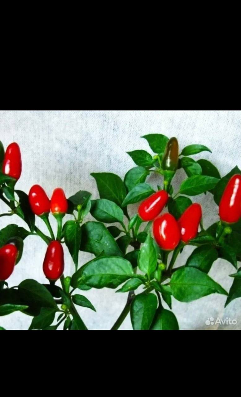 Куплю декоративный перчик - Хобби и отдых в Самара