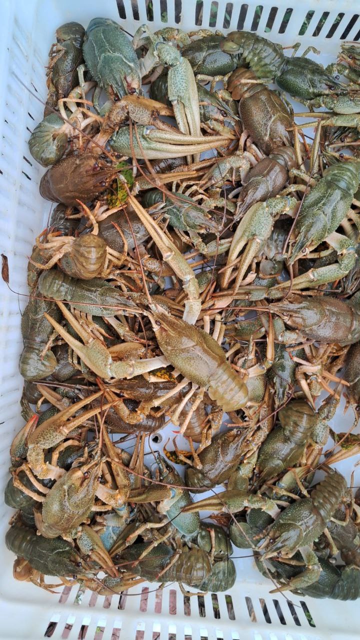 Продажа раков с икрой и варка раков - Хобби и отдых в Самара