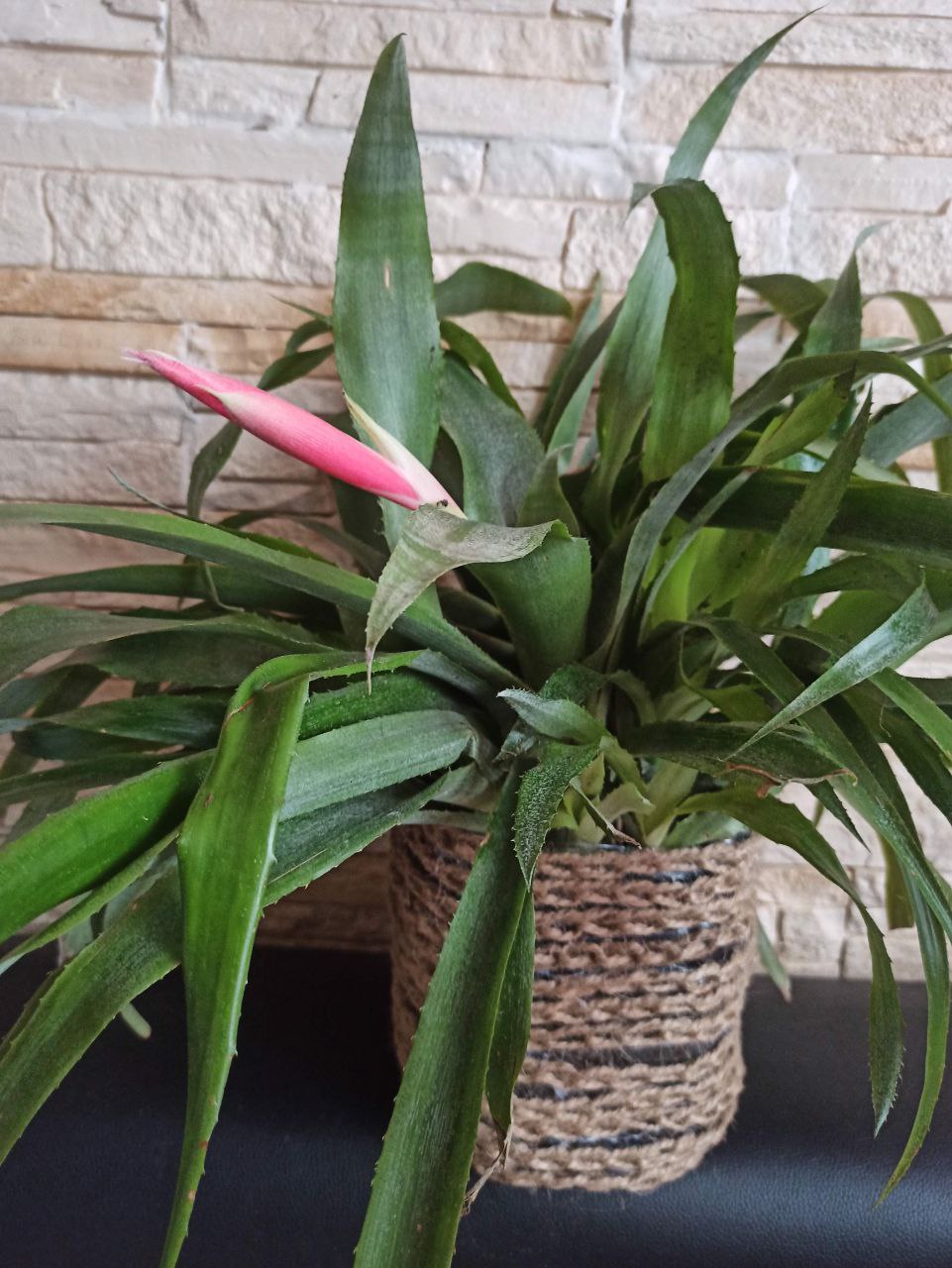 Бильбергия - неприхотливое растение - Хобби и отдых в Москва