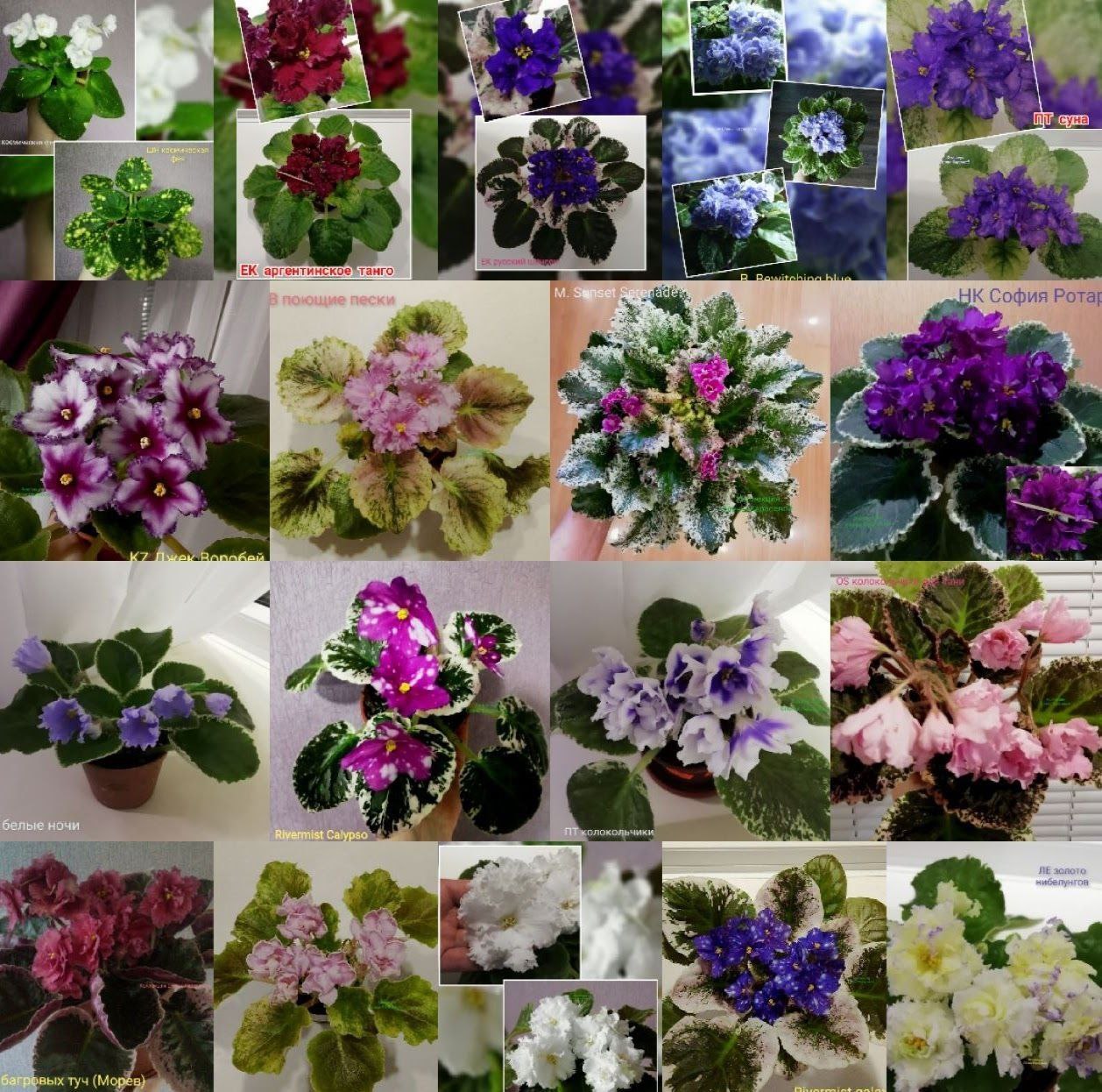 Сортовые фиалки в наличии - Хобби и отдых в Ростов-на-дону