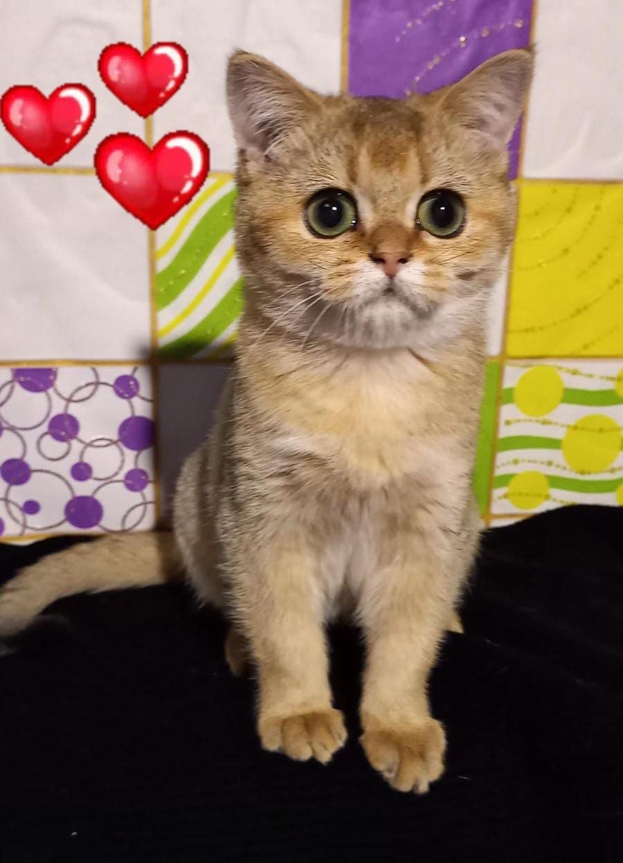 Шотландская девчушка - Животные в Ростов-на-дону