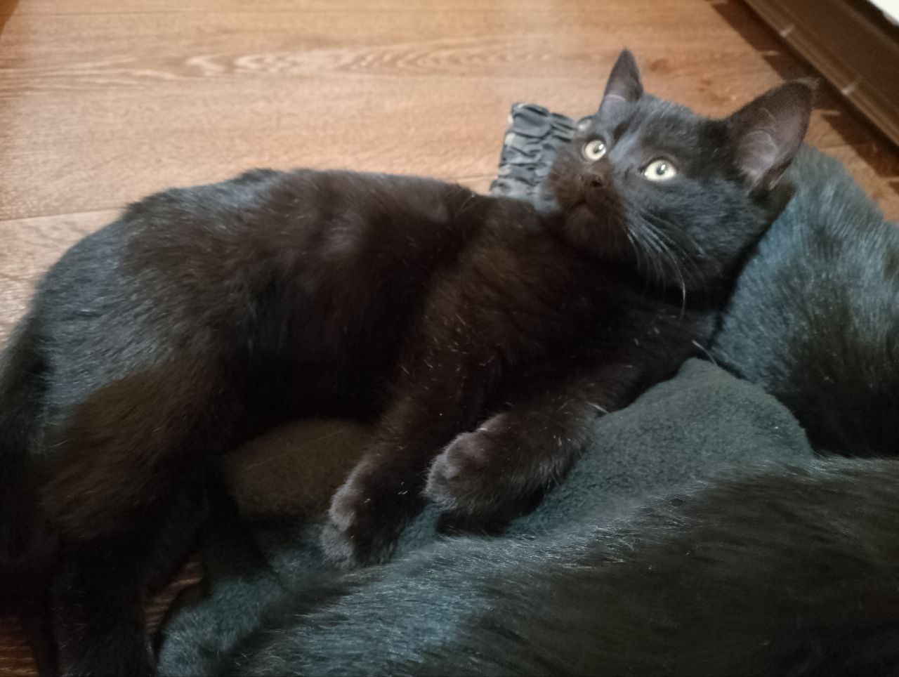 Отдам девочку 3 месяца - Животные в Ростов-на-Дону