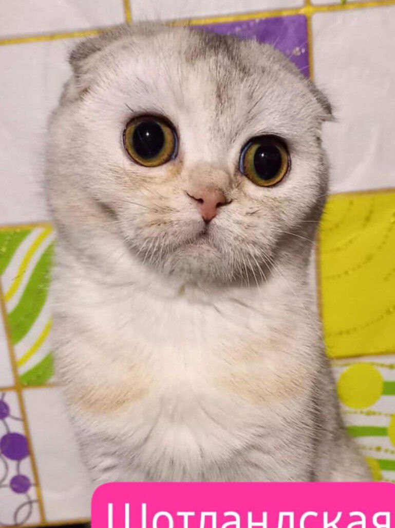 Шотландские кошечки и котик - Животные в Ростов-на-Дону