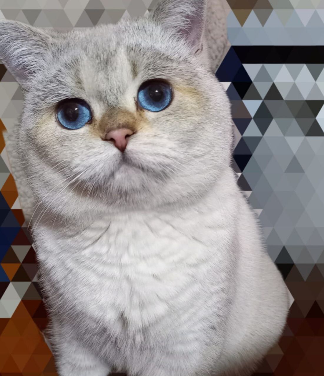 Шотландские кошечки и котик - Животные в Ростов-на-Дону - фото 2