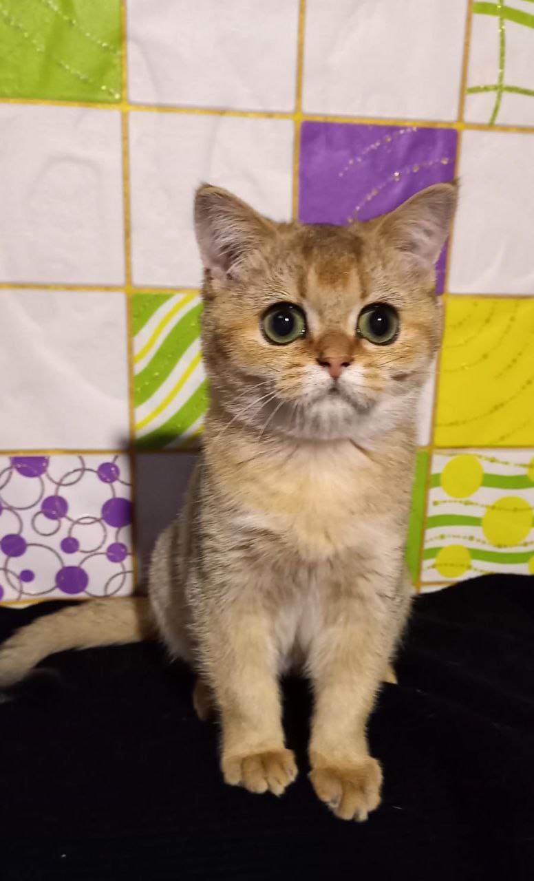 Шотландские кошечки и котик - Животные в Ростов-на-Дону - фото 3