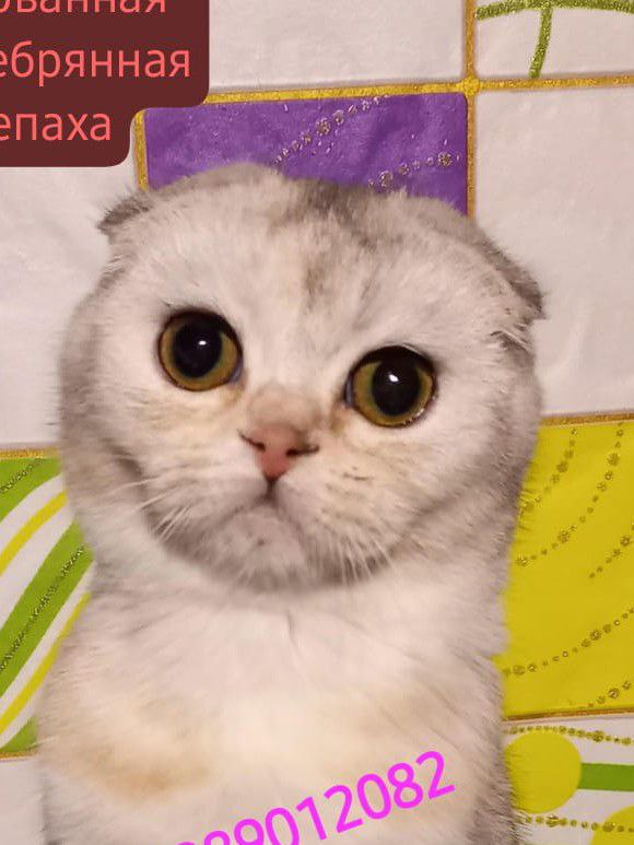 Шотландские кошечки и котик - Животные в Ростов-на-Дону - фото 4