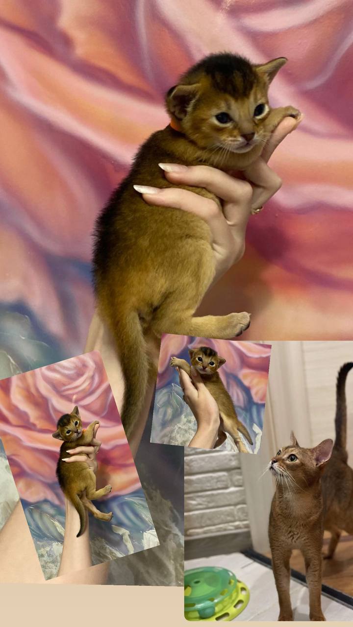 Котята абиссинской породы - частное объявление в Находка