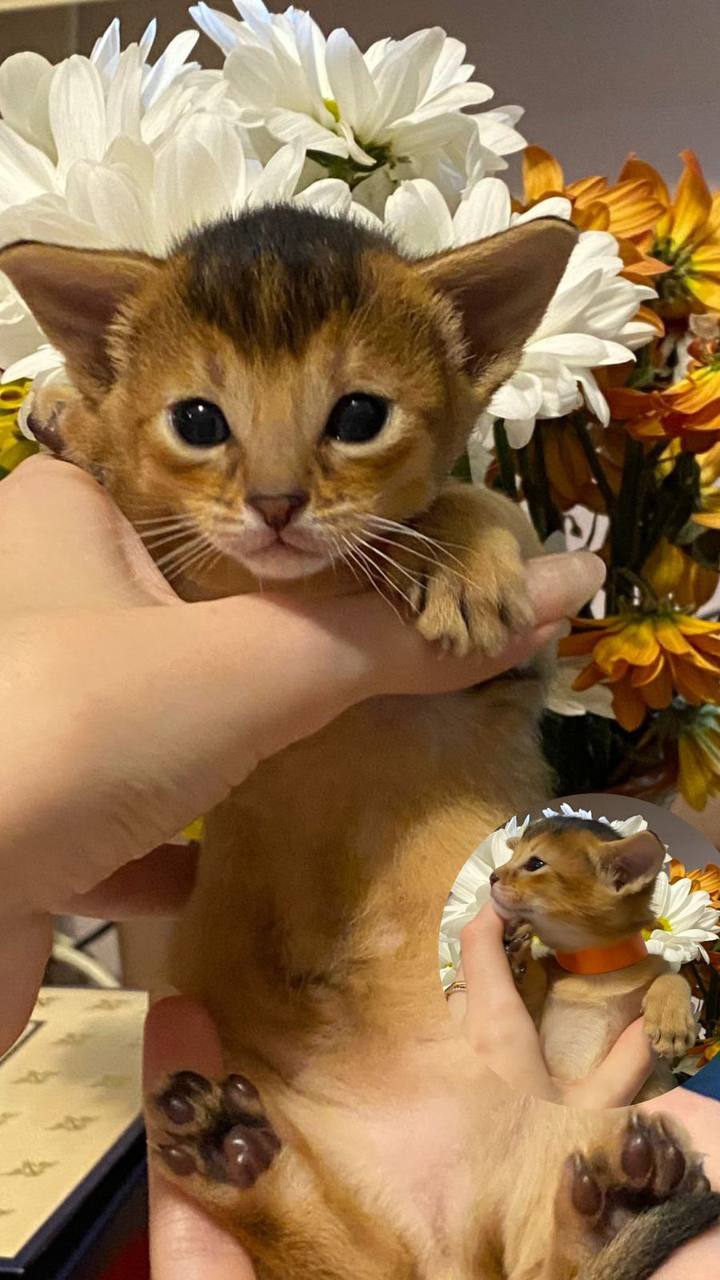Продажа котят абиссинской породы - частное объявление в Находка